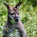Wallaby στο κέντρο του Liskeard: Βίντεο από κατάστημα