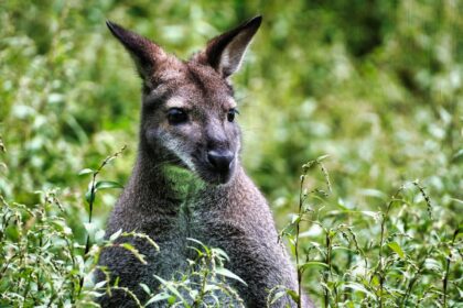 Wallaby στο κέντρο του Liskeard: Βίντεο από κατάστημα