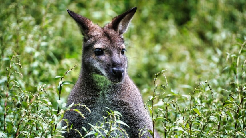 Wallaby στο κέντρο του Liskeard: Βίντεο από κατάστημα