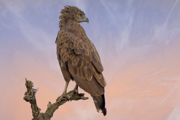 Καφέ γεράκι καθισμένο σε κλαδί με φόντο τον ουρανό